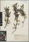 Foto von Salix purpurea L.